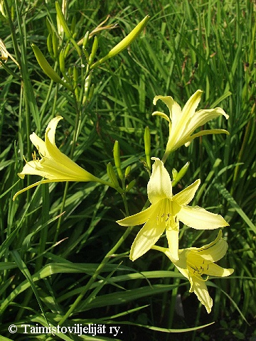 Hemerocallis citrina